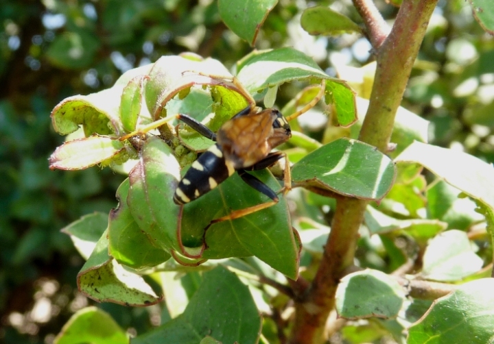 Pompilide: Batozonellus lacerticida su albero con afidi